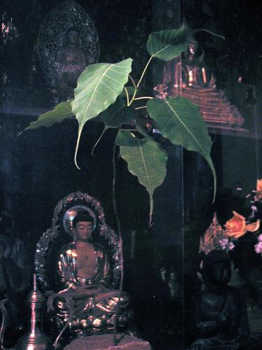 Mingwei Lee 3